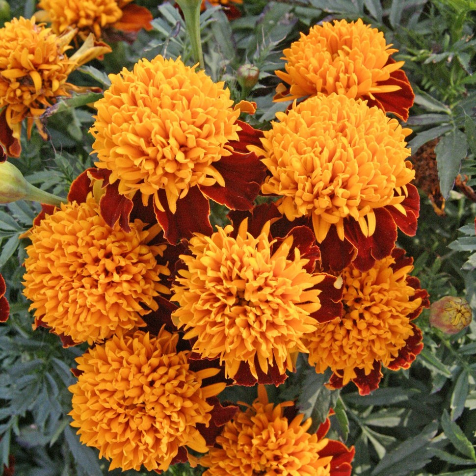 Превью изображения