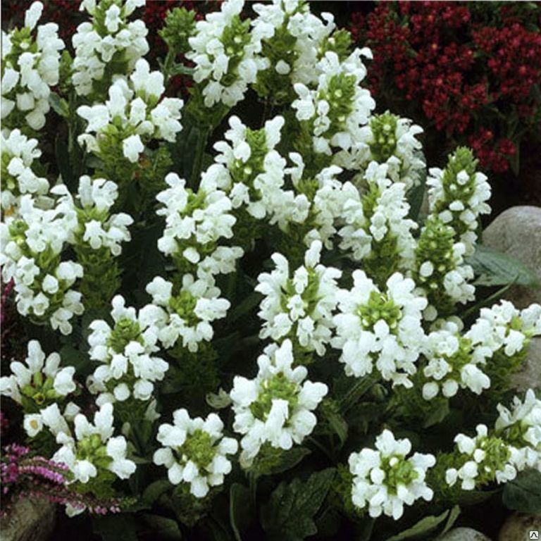 Превью изображения