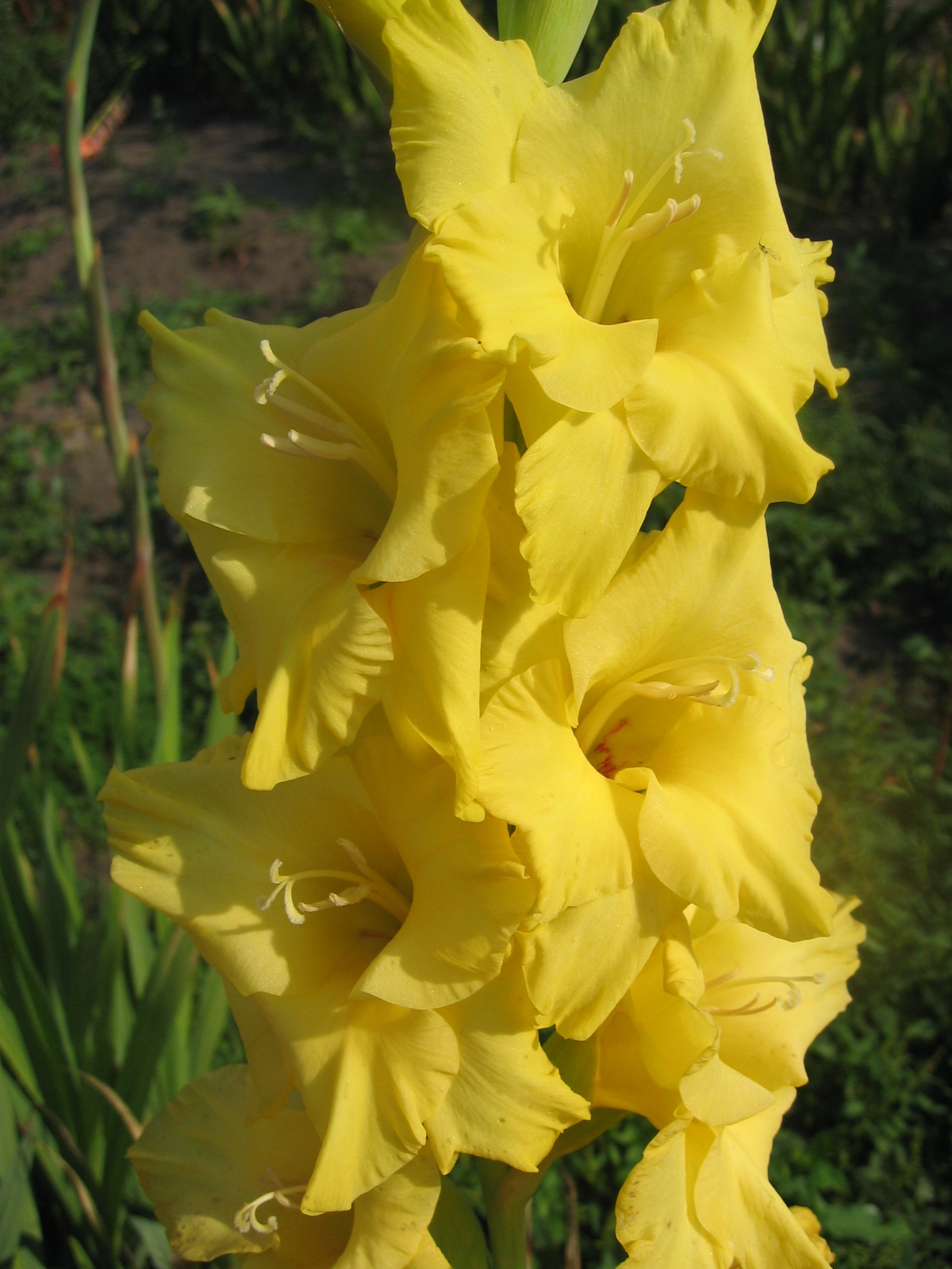 Превью изображения