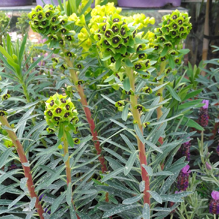 Превью изображения