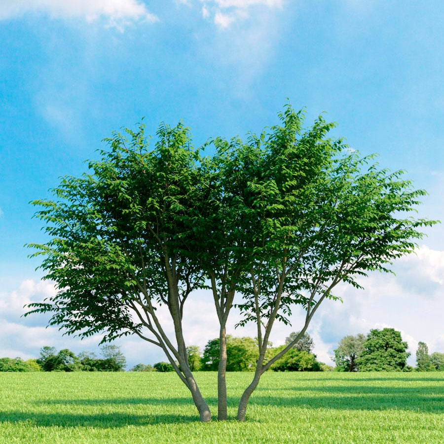 Превью изображения