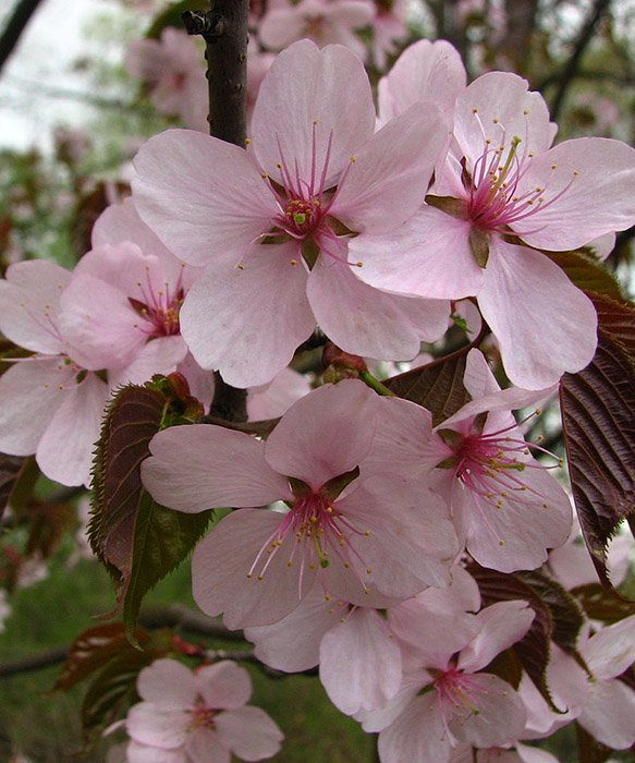 Превью изображения