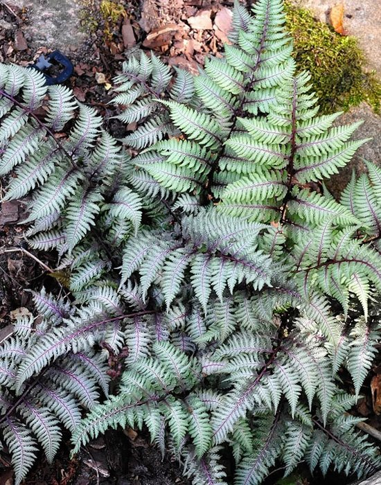 Превью изображения