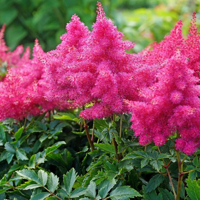 Превью изображения