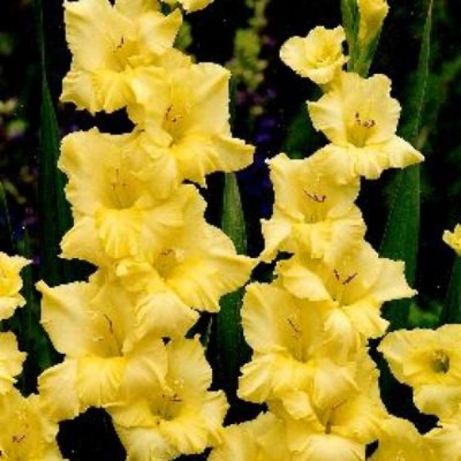 Превью изображения