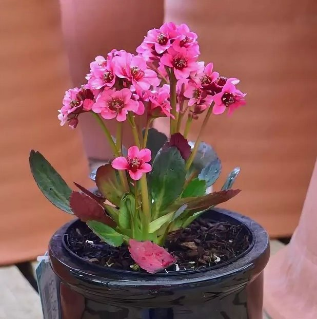 Превью изображения