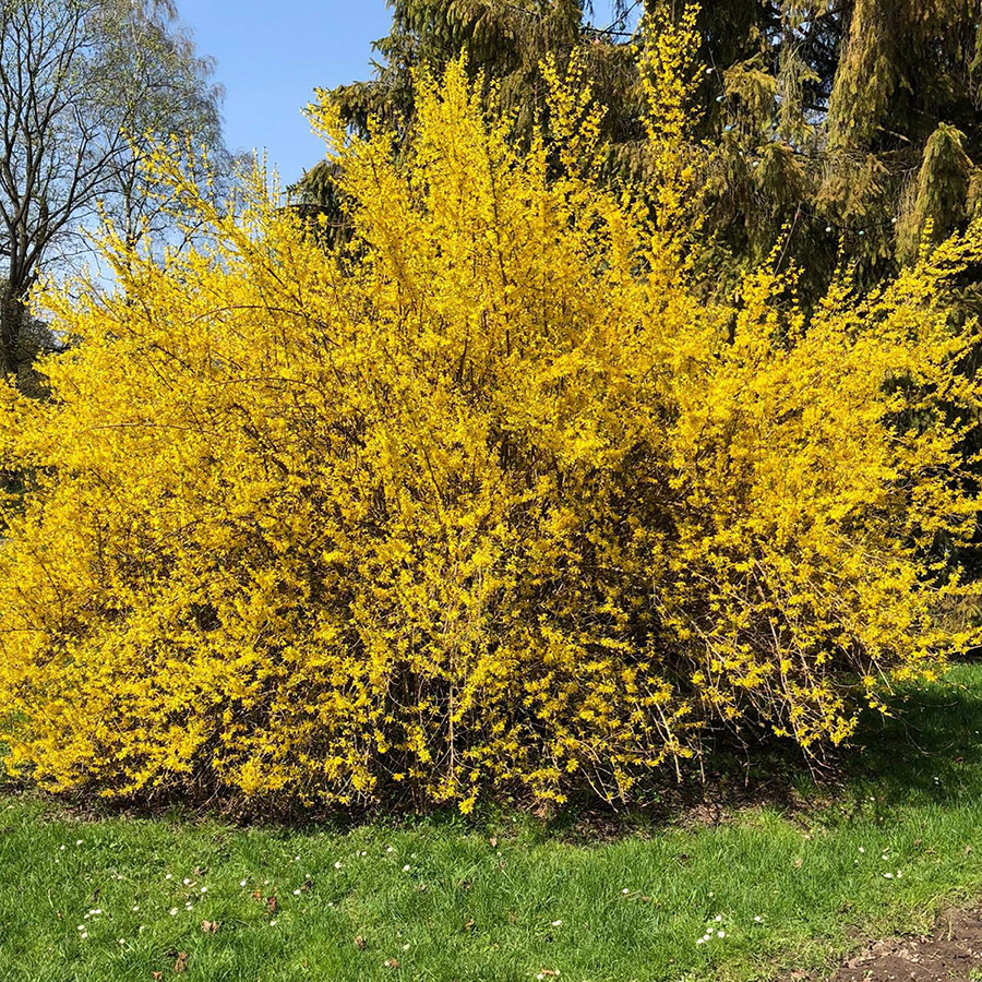 Превью изображения