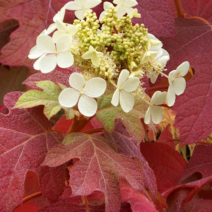 Превью изображения