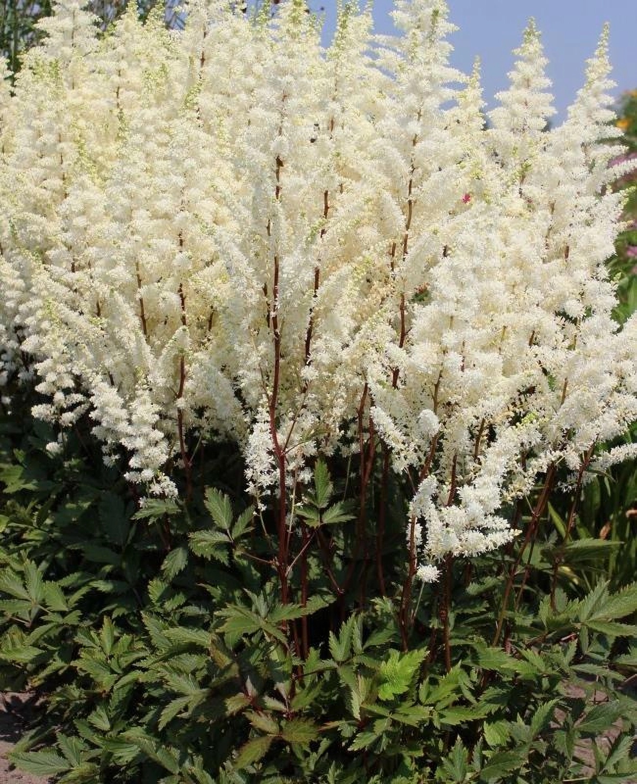 Превью изображения