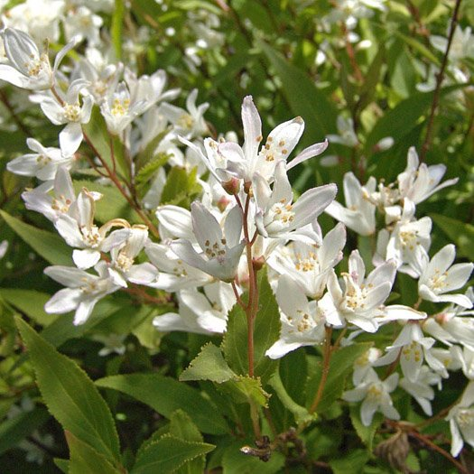 Превью изображения