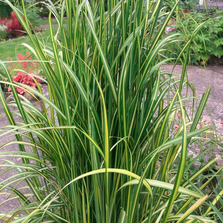 Превью изображения