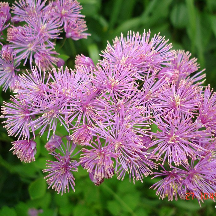 Превью изображения