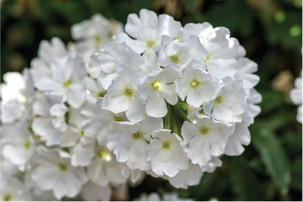 Превью изображения