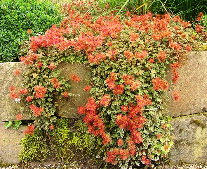 Превью изображения