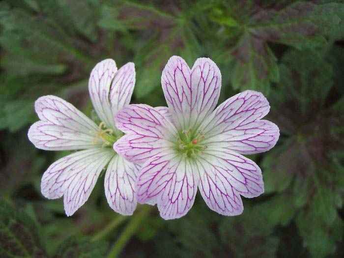 Превью изображения