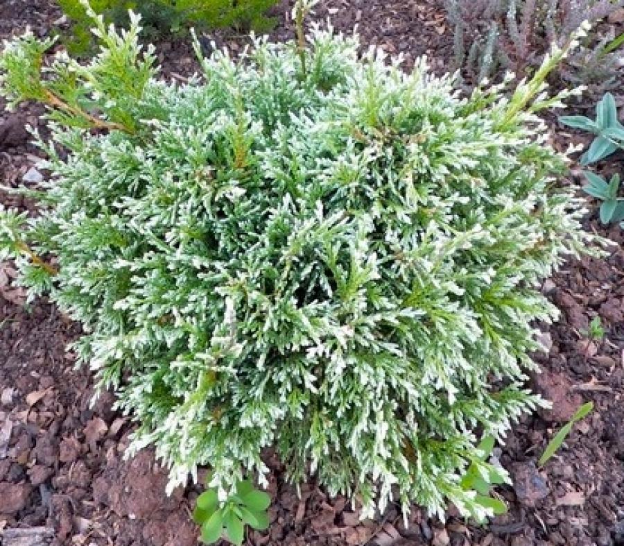 Превью изображения