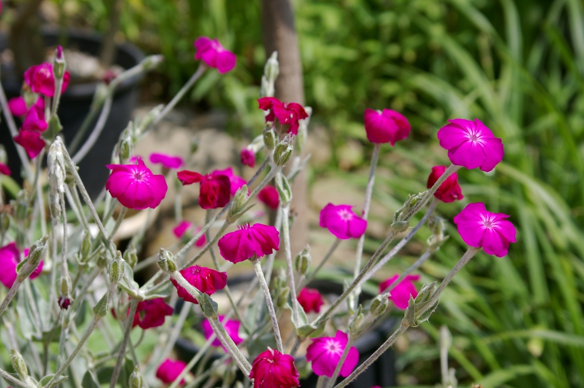 Превью изображения