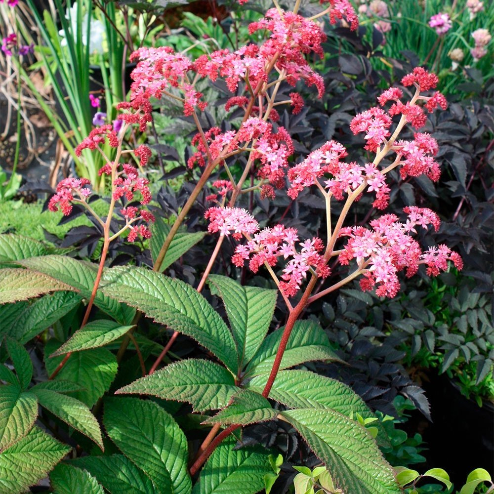 Превью изображения