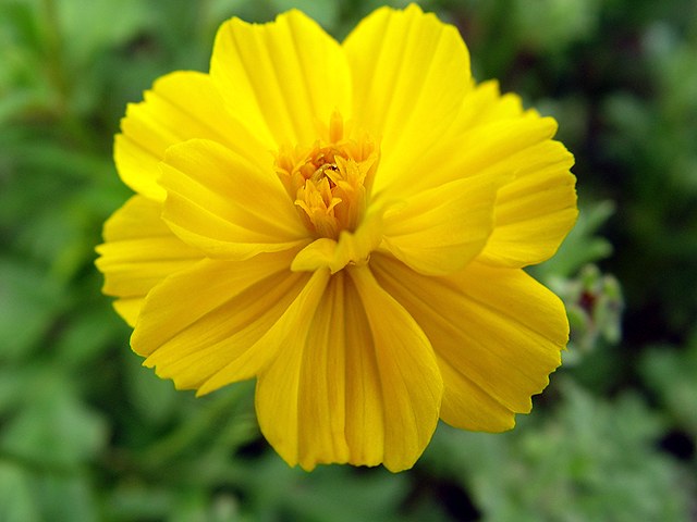 Превью изображения