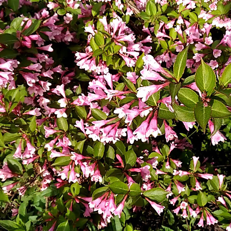 Превью изображения