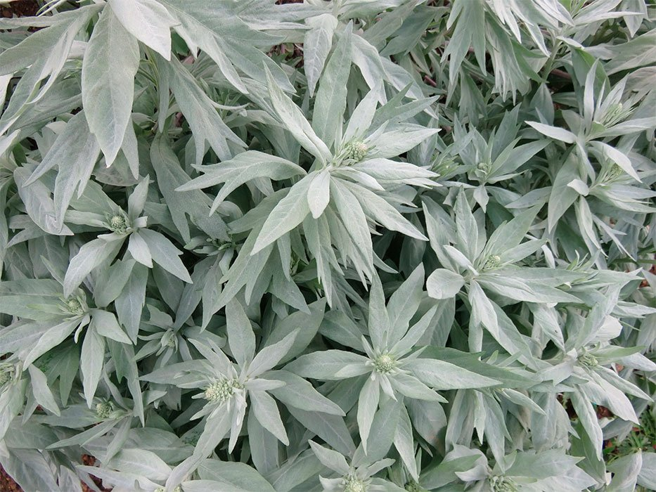 Превью изображения