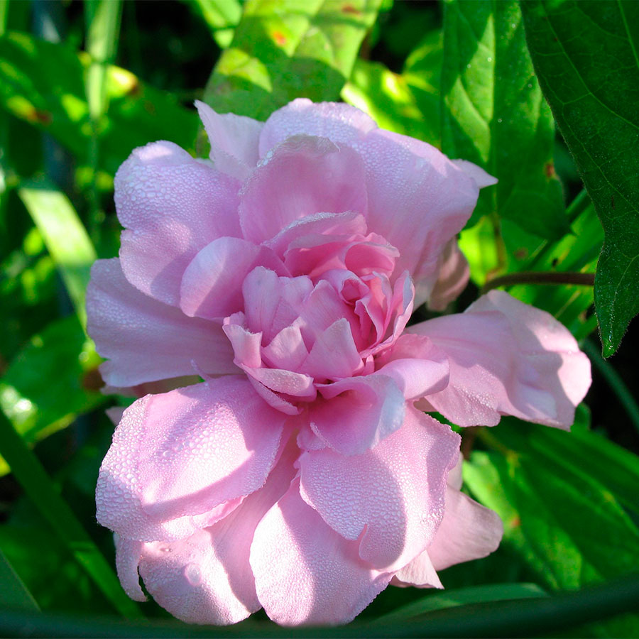 Превью изображения