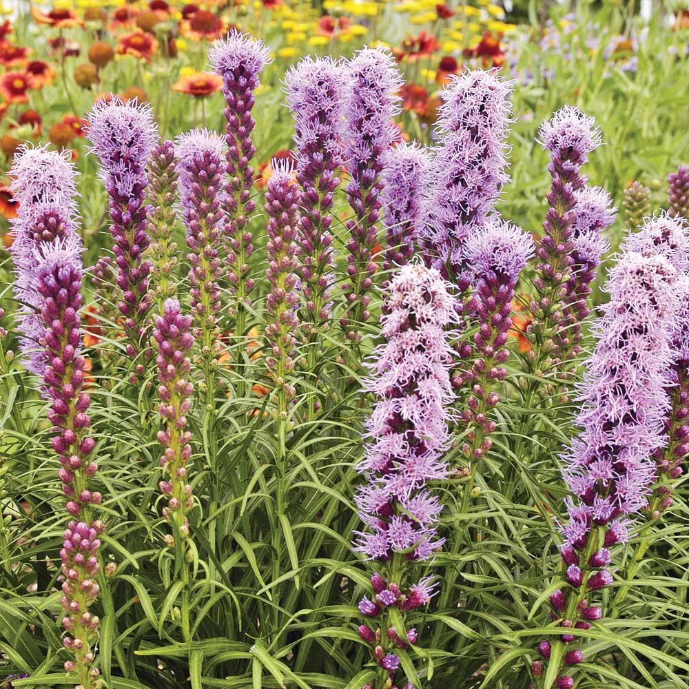 Превью изображения