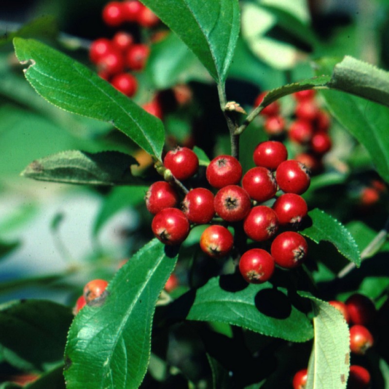 Превью изображения