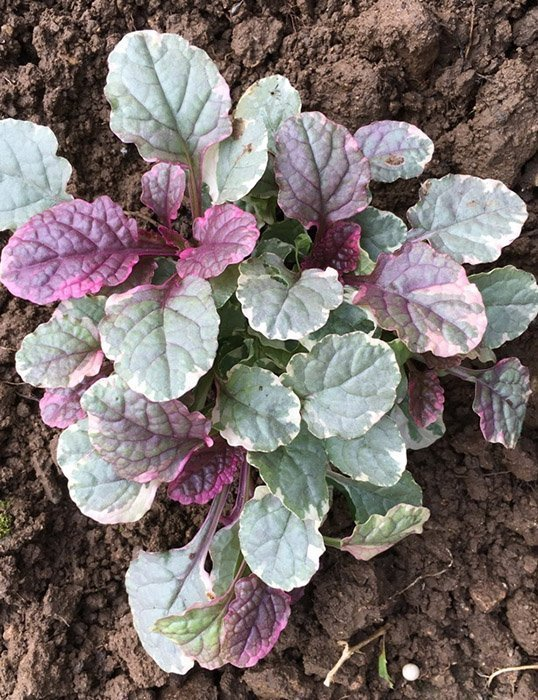 Превью изображения