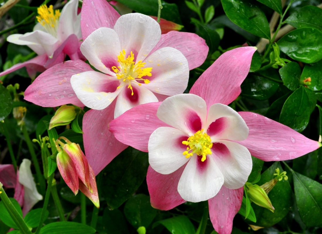 Превью изображения