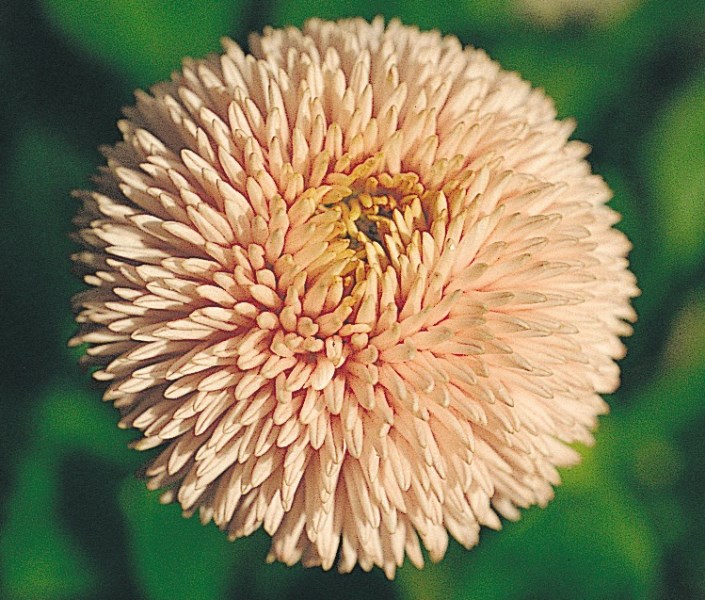 Превью изображения