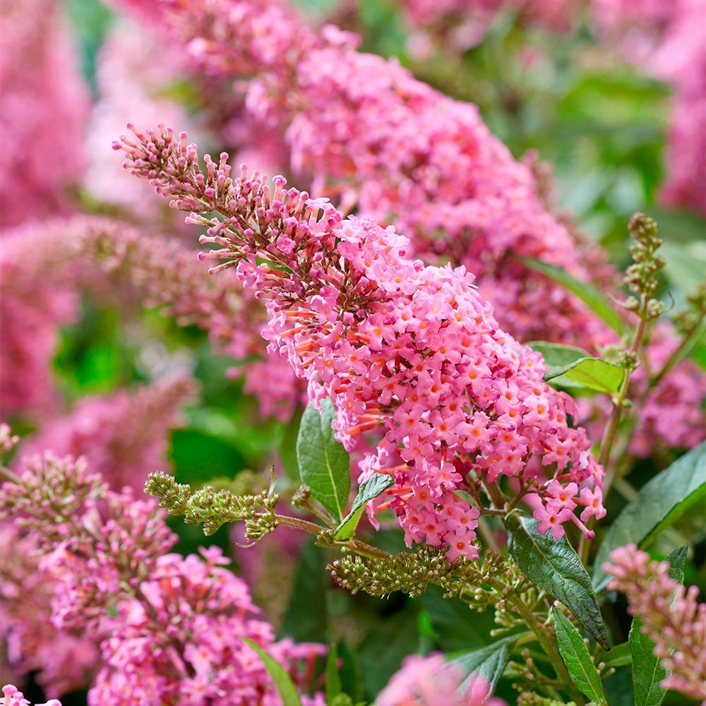 Превью изображения