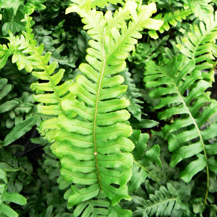 Превью изображения