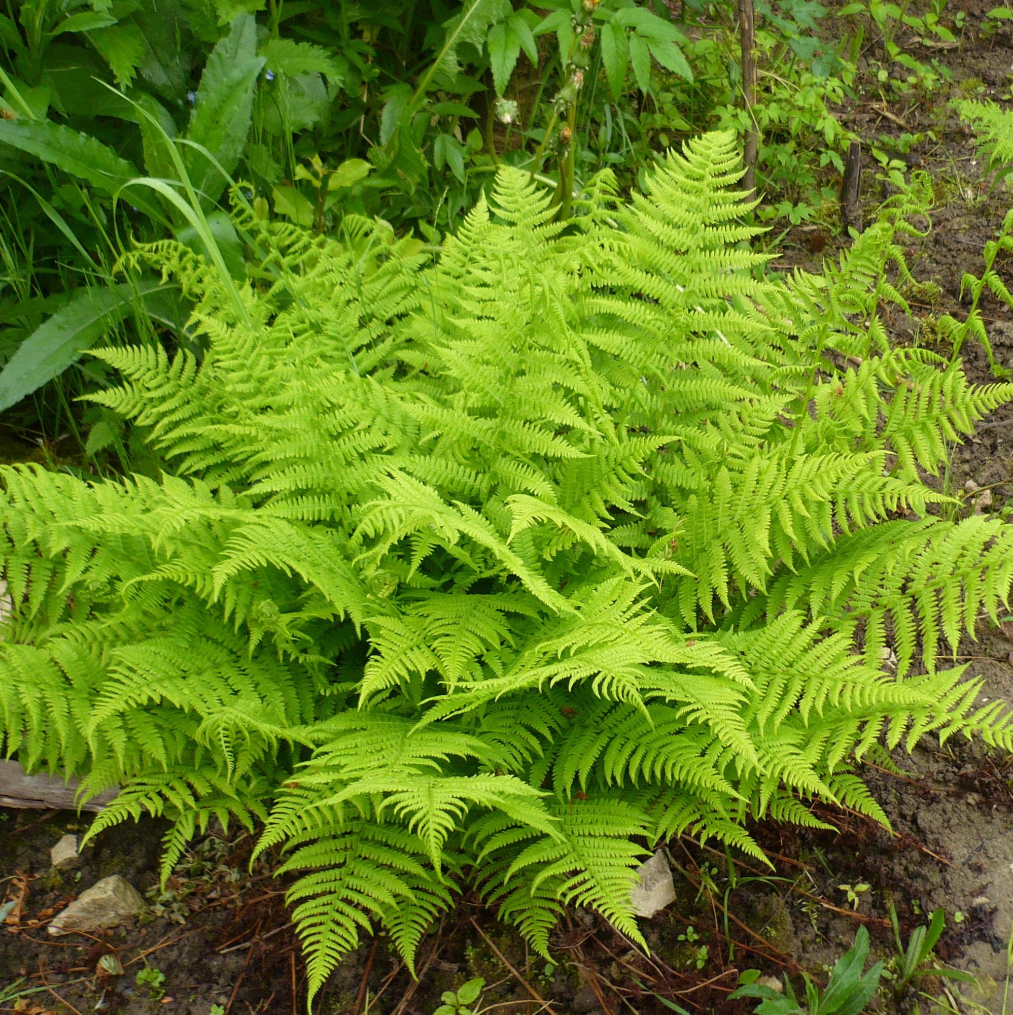 Превью изображения