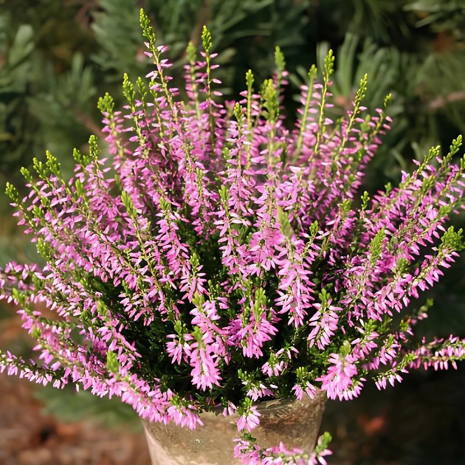 Превью изображения