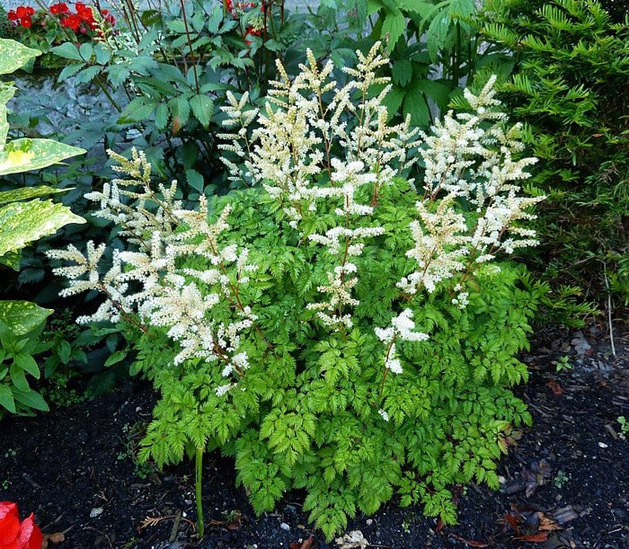 Превью изображения