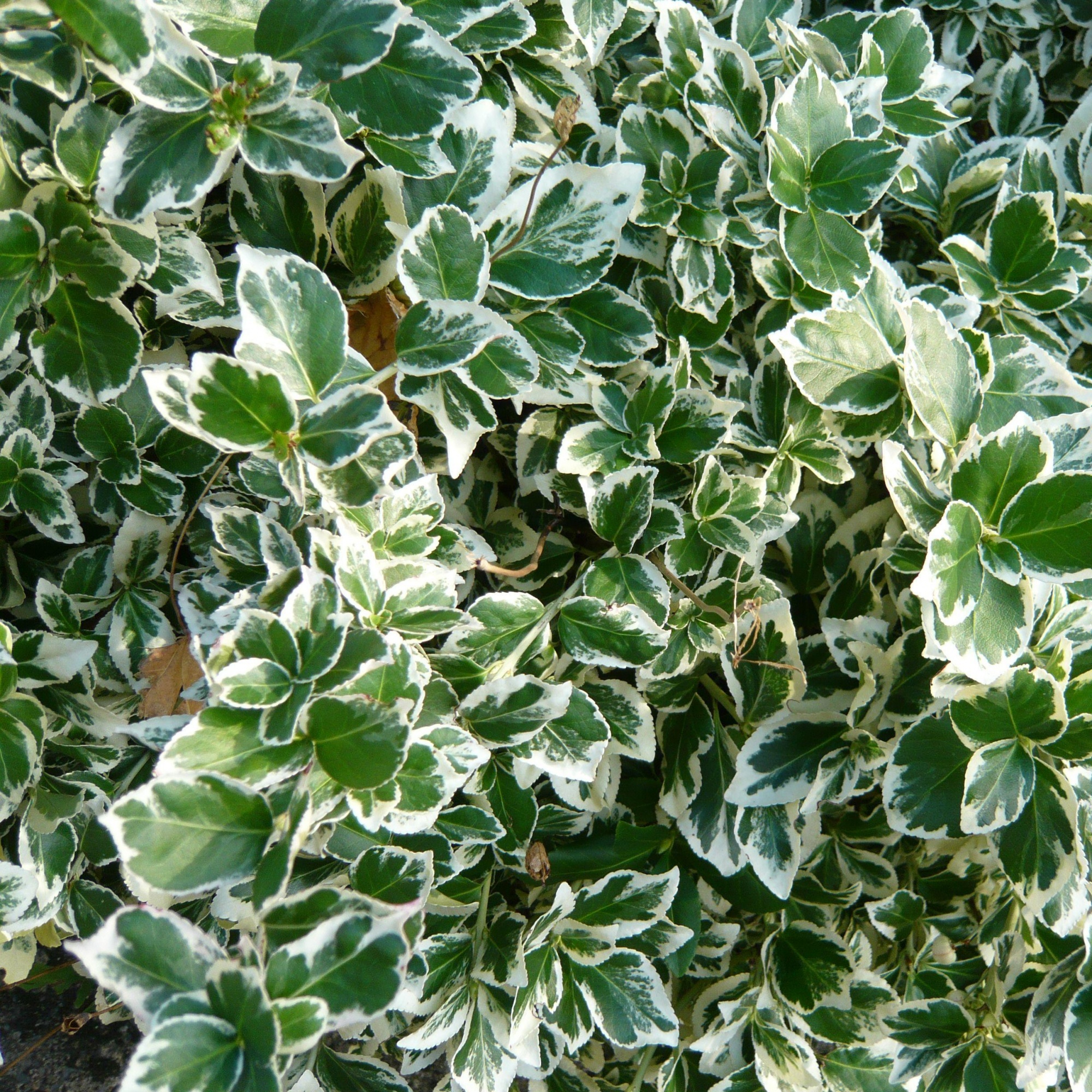 Превью изображения