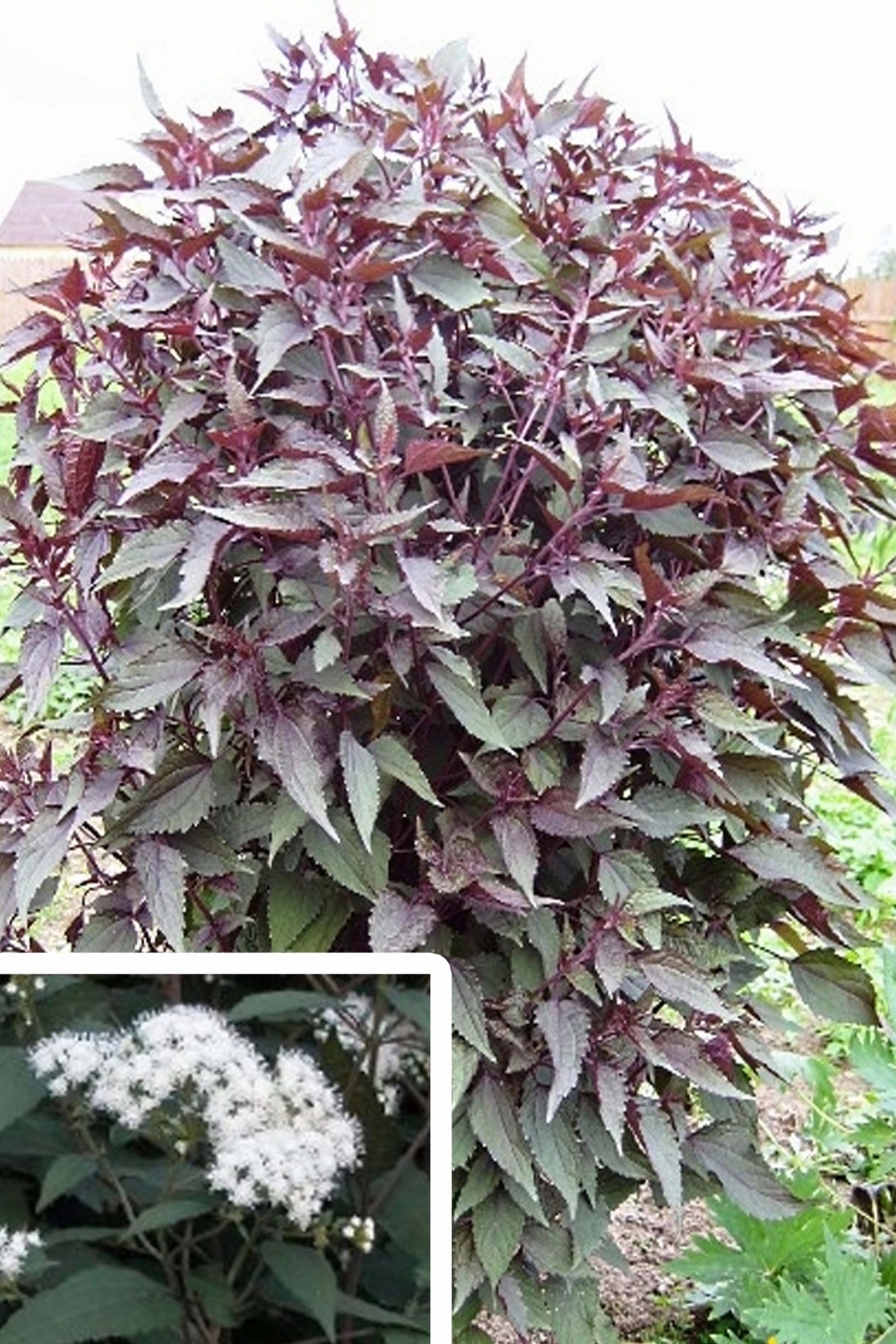 Превью изображения