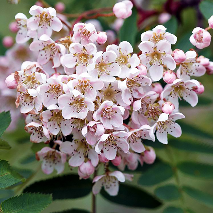 Превью изображения