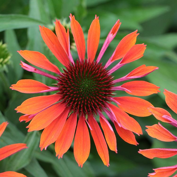 Превью изображения