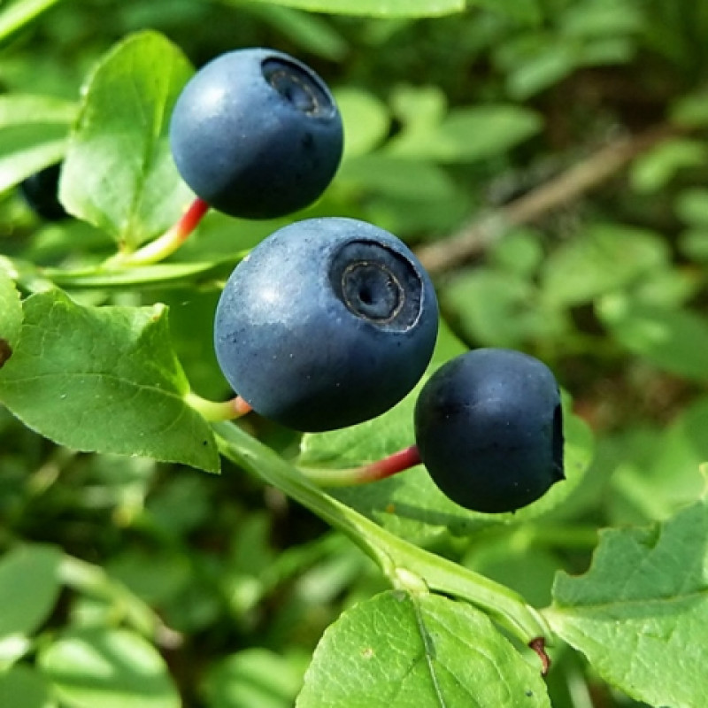 Превью изображения