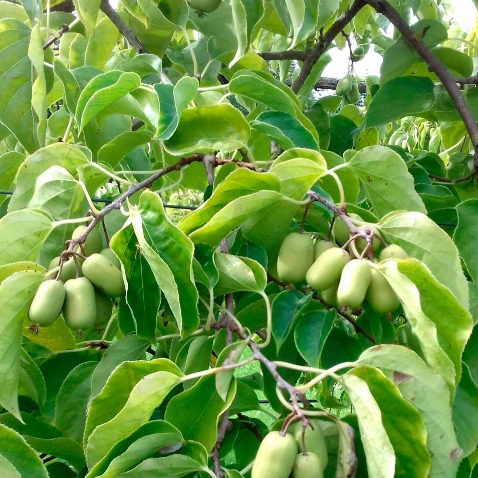 Превью изображения