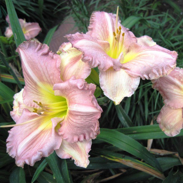 Превью изображения