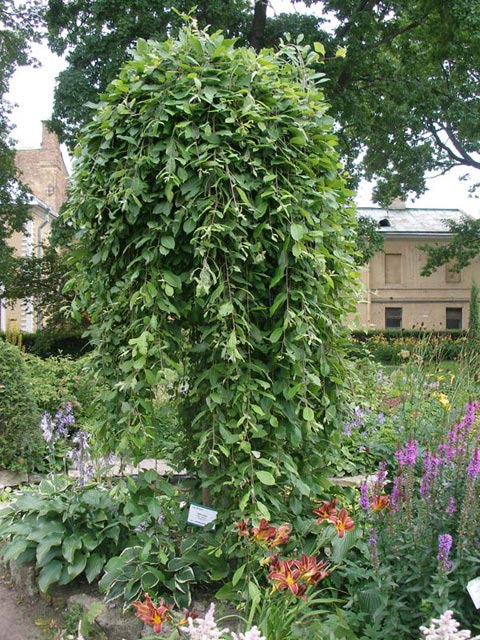 Превью изображения