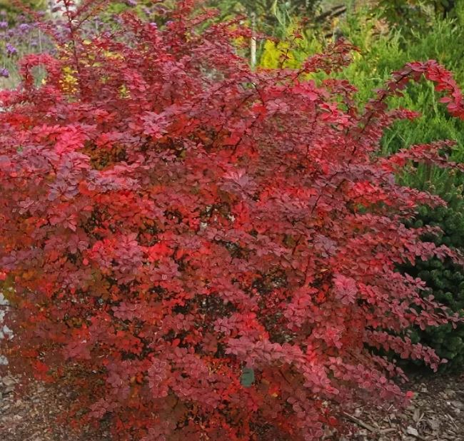 Превью изображения