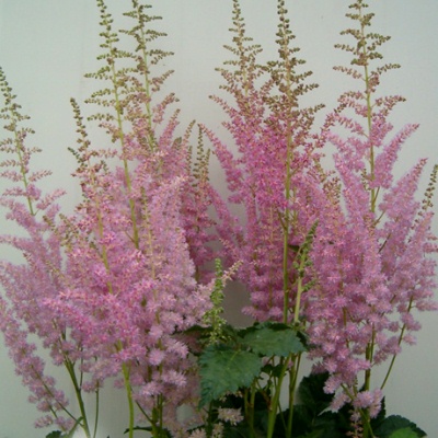 Превью изображения