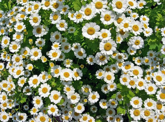 Превью изображения