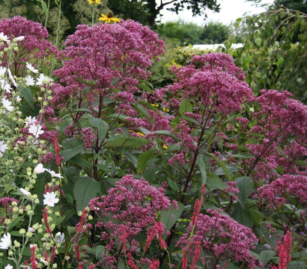 Превью изображения