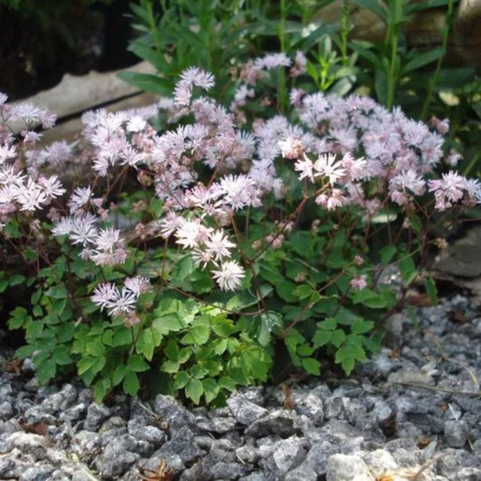 Превью изображения