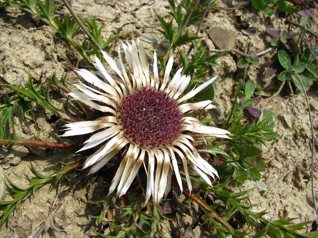 Превью изображения